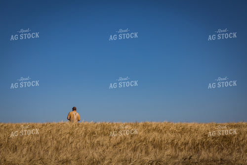 Farmer Standings in Dried Hay Field 138039