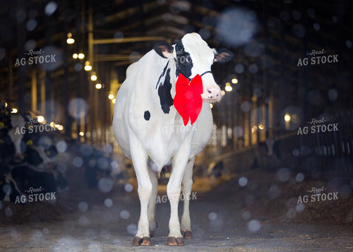 Holstein Cow in Barn 55163