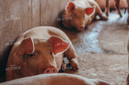 Hogs Lay on Ground 101052