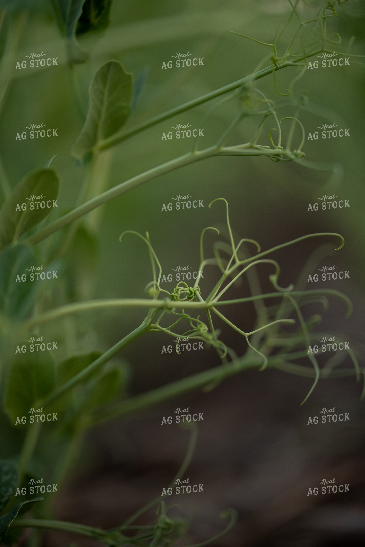 Peas 76403