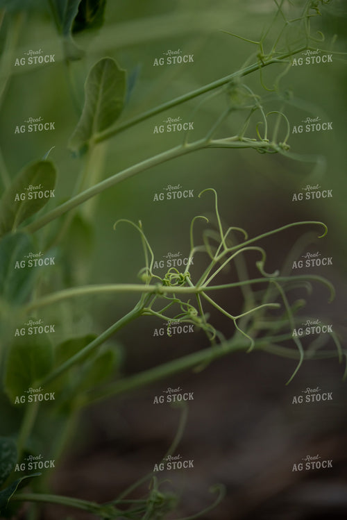 Peas 76403