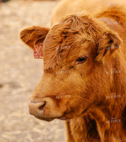 Red Angus Cattle 289075