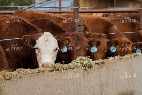 Cattle Eating Out of Trough 97064