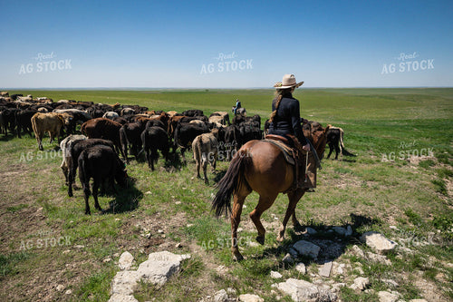 Female Rancher Herding Cattle 219029