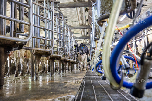 Milking Parlor 270028