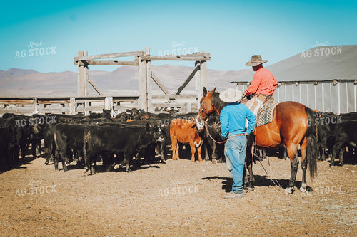Ranchers Talking on Horseback Weaning Angus and Baldy Calves 78155
