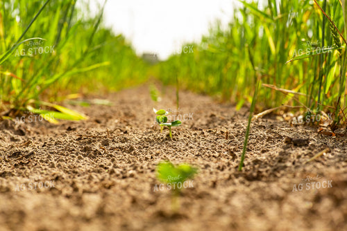 Second Crop Early Growth Soybeans 136178
