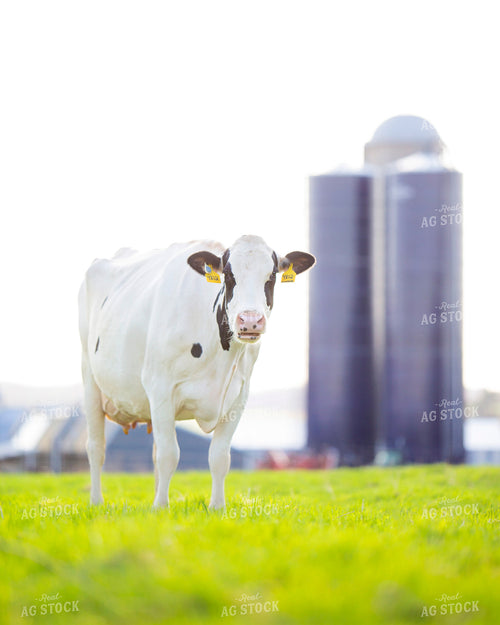 Holstein Cow in Pasture 55126