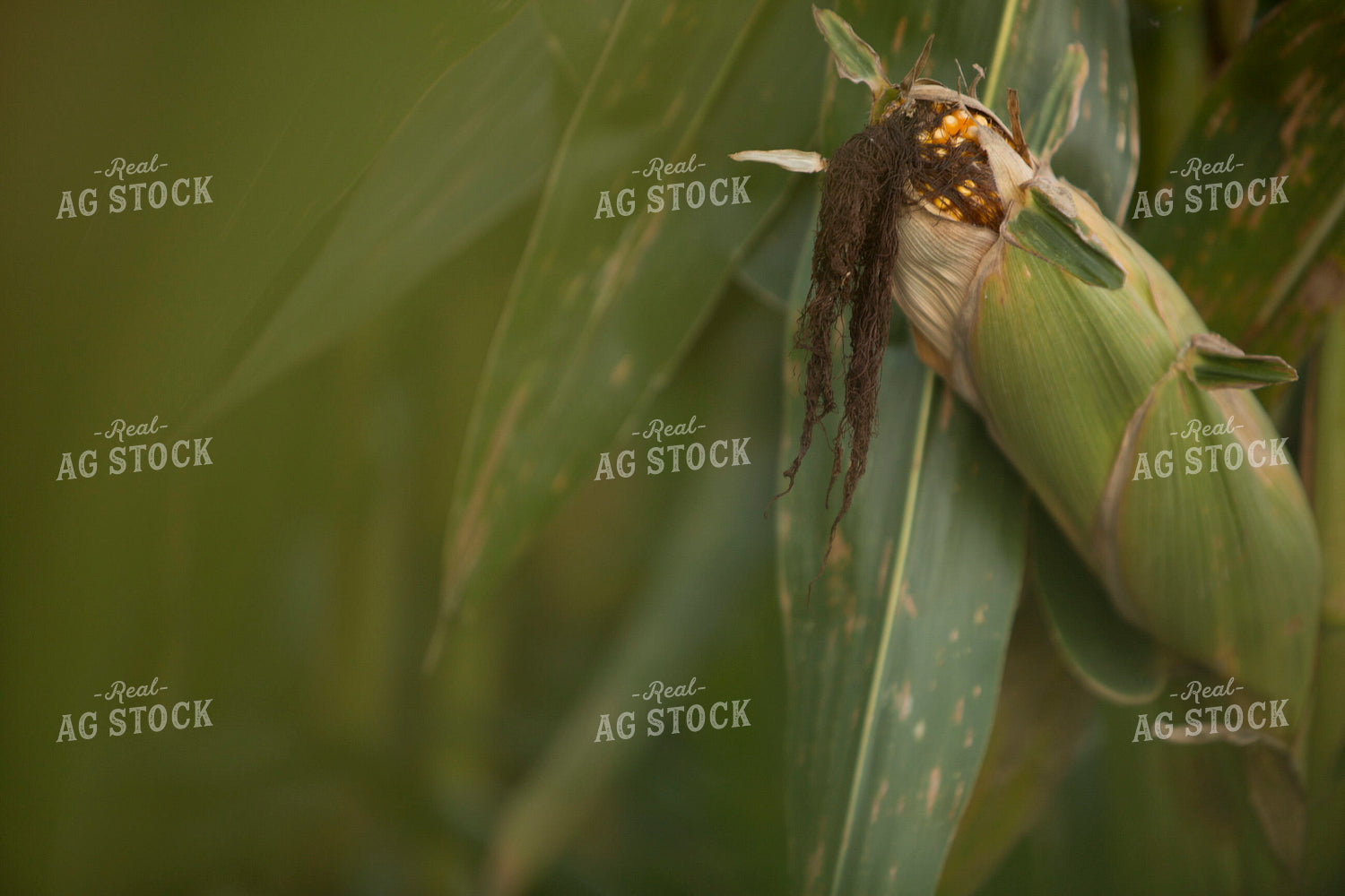 Corn - Mid-Season 1301