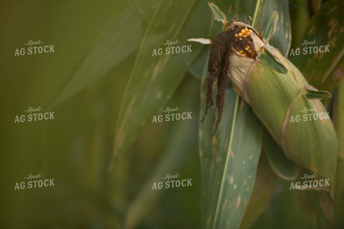 Corn - Mid-Season 1301