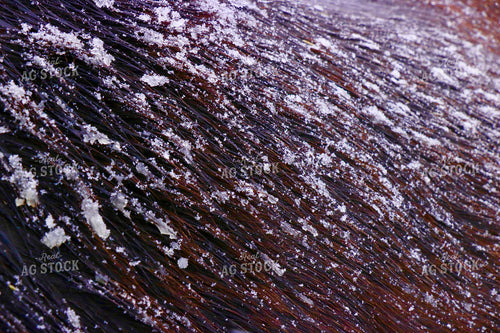Snow on Livestock Close Up 299229
