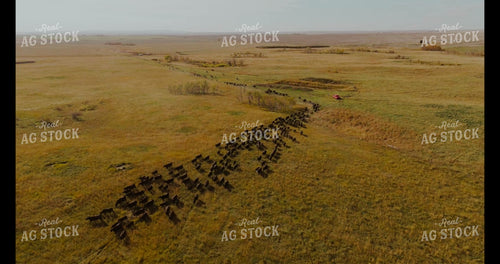 Moving Cattle 187177