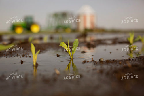 Wet Field with Early Growth Corn and Tractor 5551