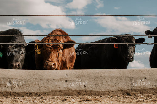Feedyard 3018