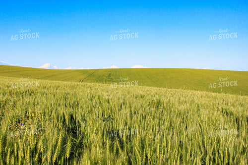 Scenic Wheat Field 188065