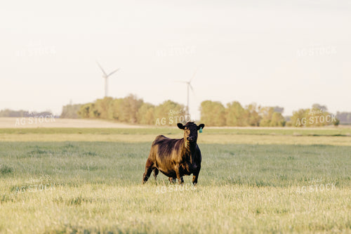 Black Angus Cattle on Pasture 68195