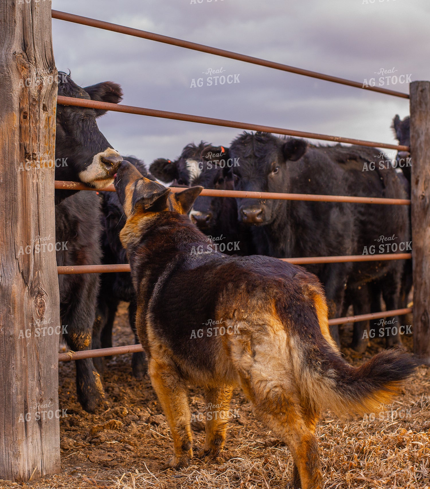 Farm Dog and Cattle 299050