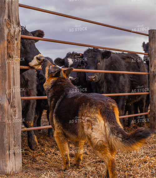 Farm Dog and Cattle 299050
