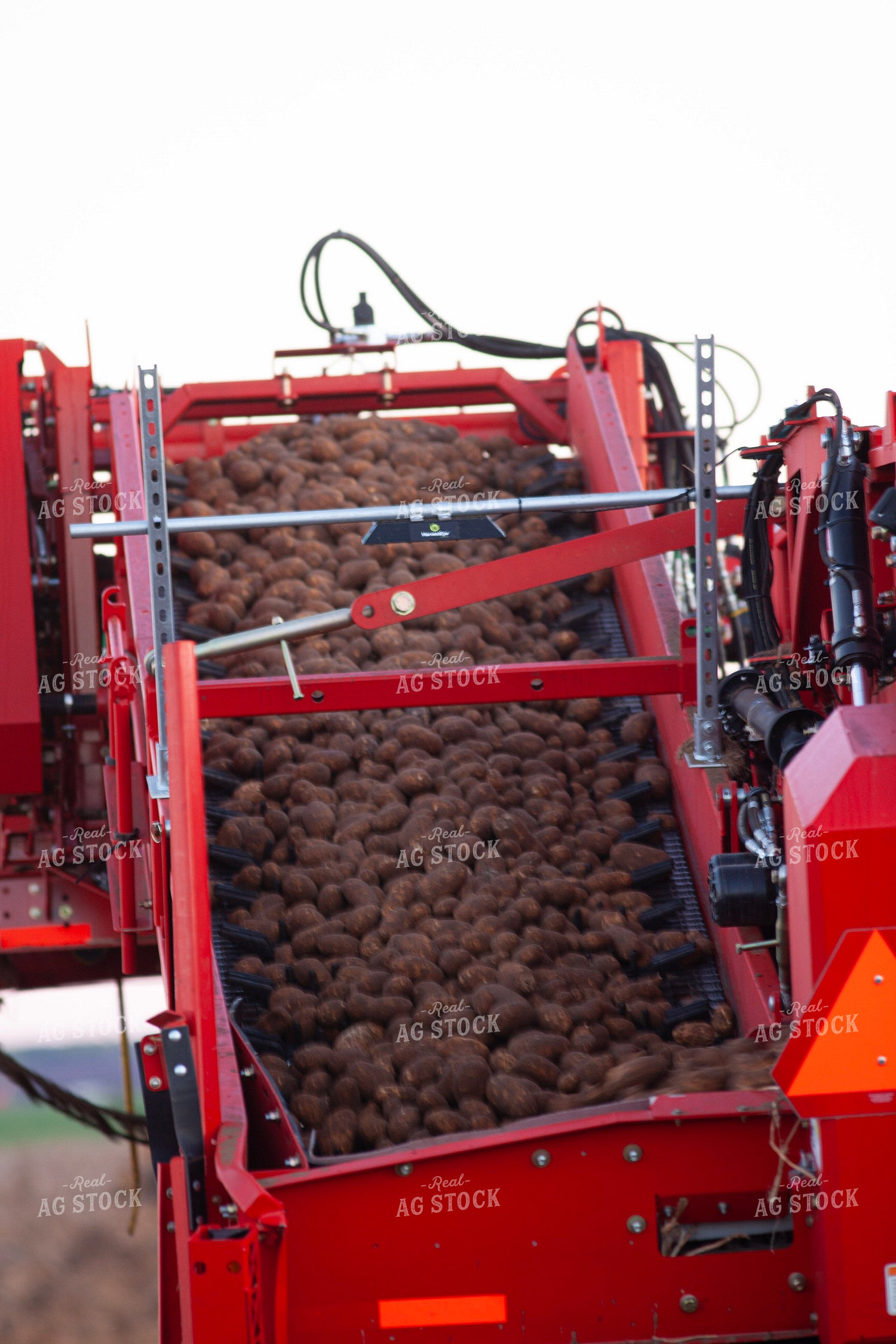 Potato Harvest 132173