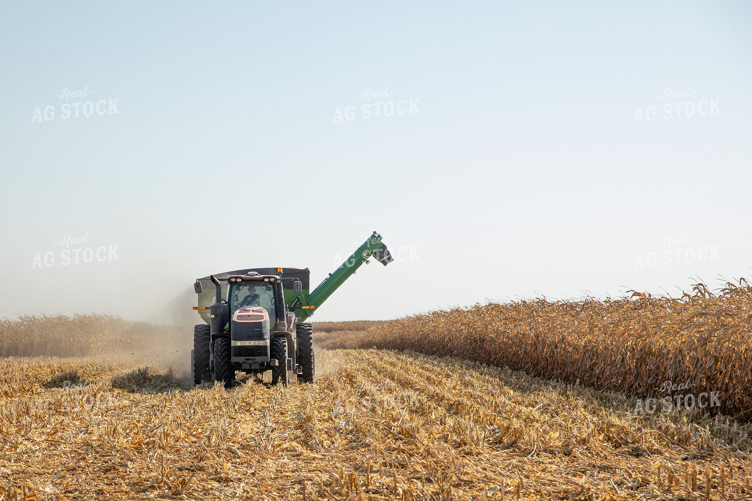 Corn Harvest 286006