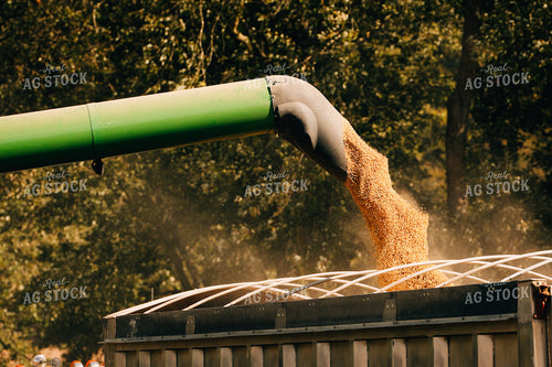 Combine Emptying Soybeans Into Semi 52535