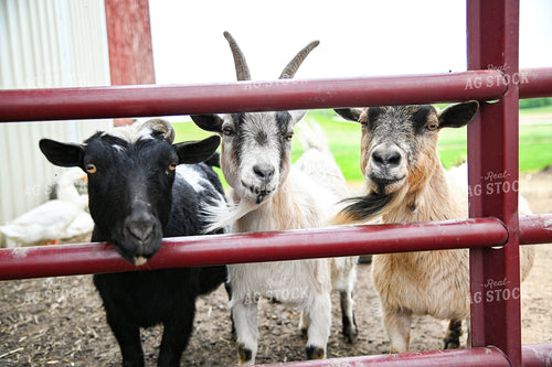 Goats in Pen 90026