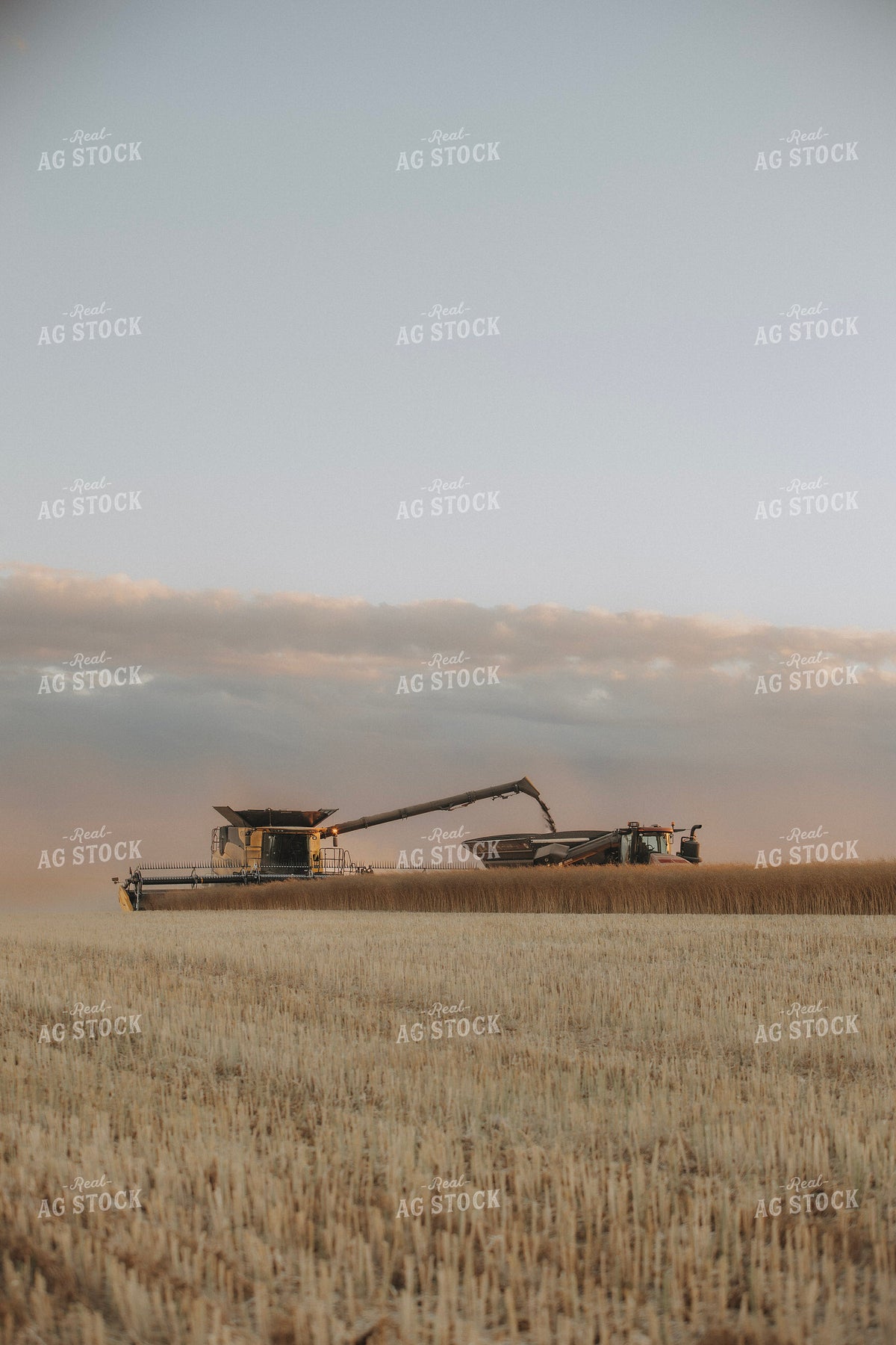 Canola Harvest 187437
