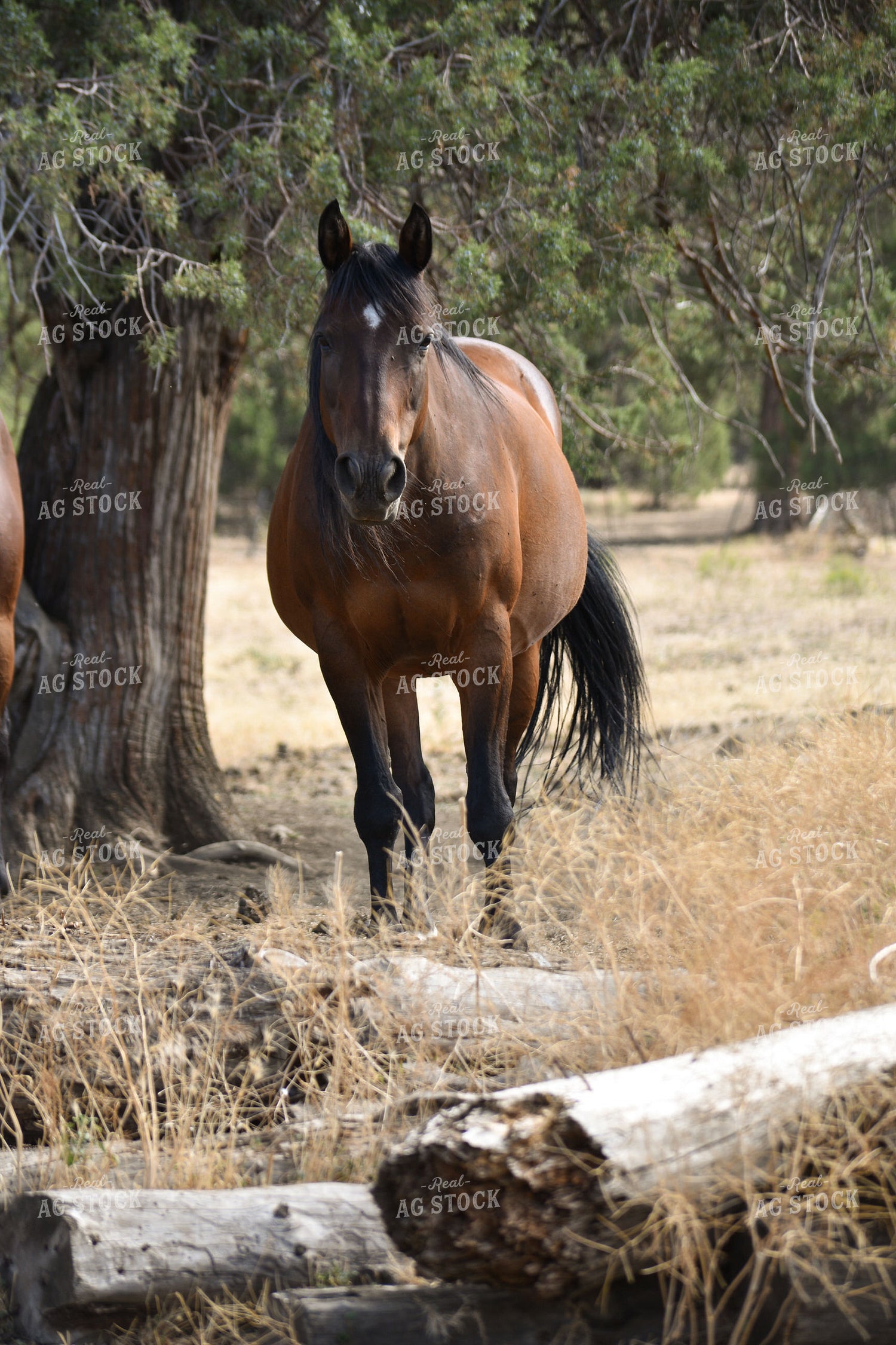 Horse 263007