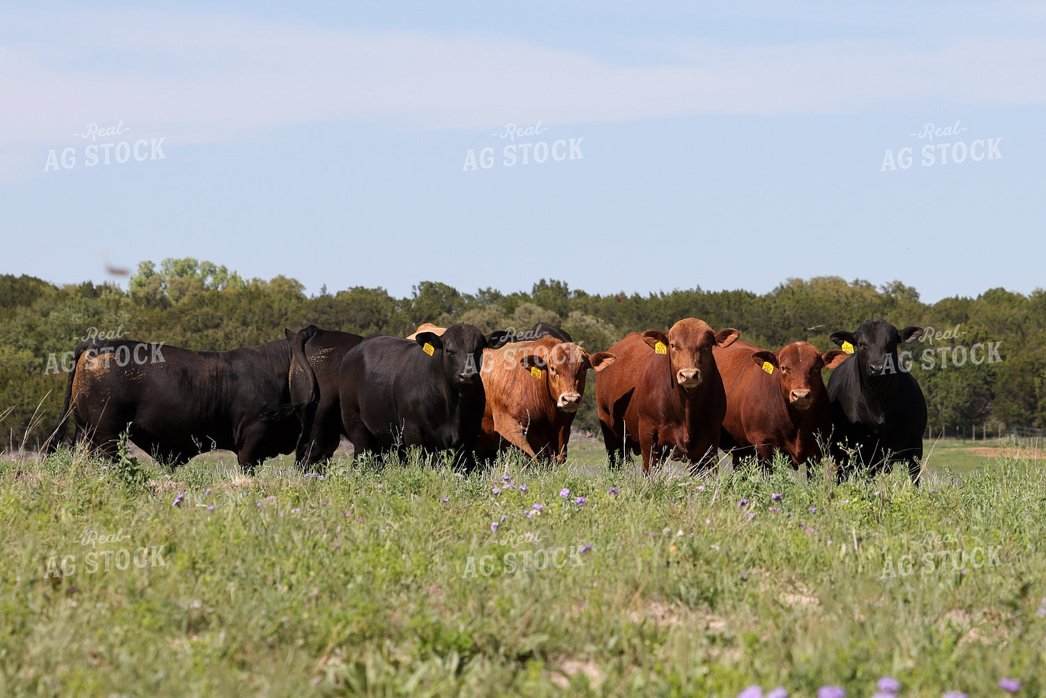 Angus Cattle 99038
