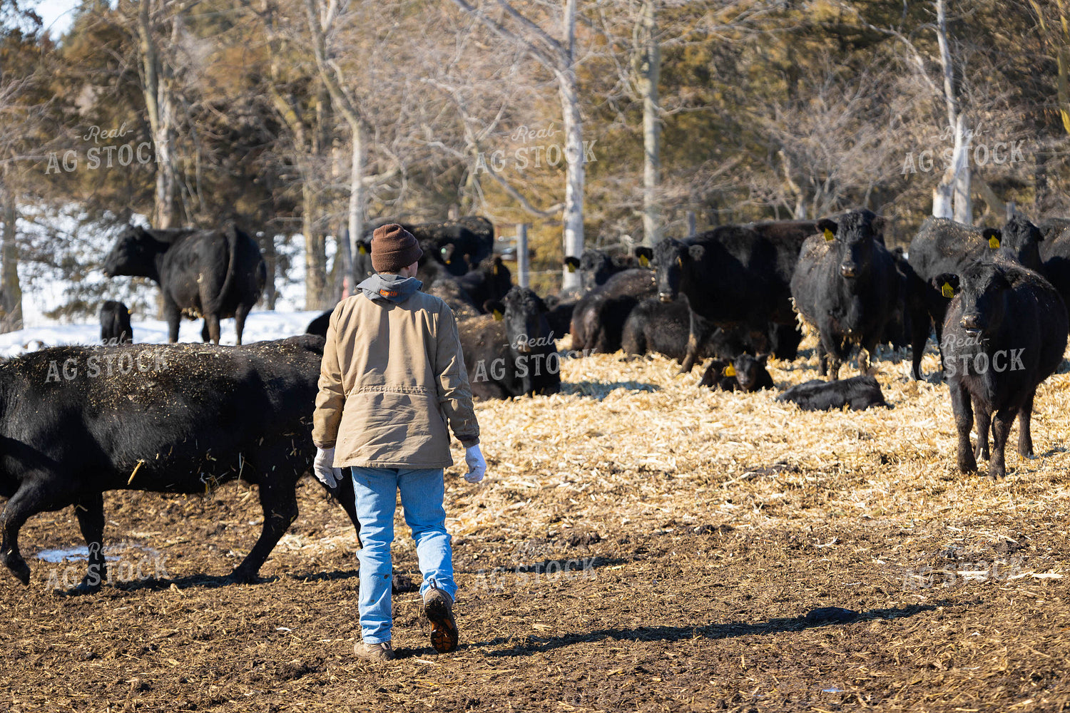 Rancher in Pasture with Cattle 70169