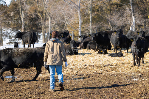 Rancher in Pasture with Cattle 70169