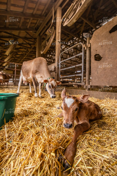 Newborn Jersey Calf 270250