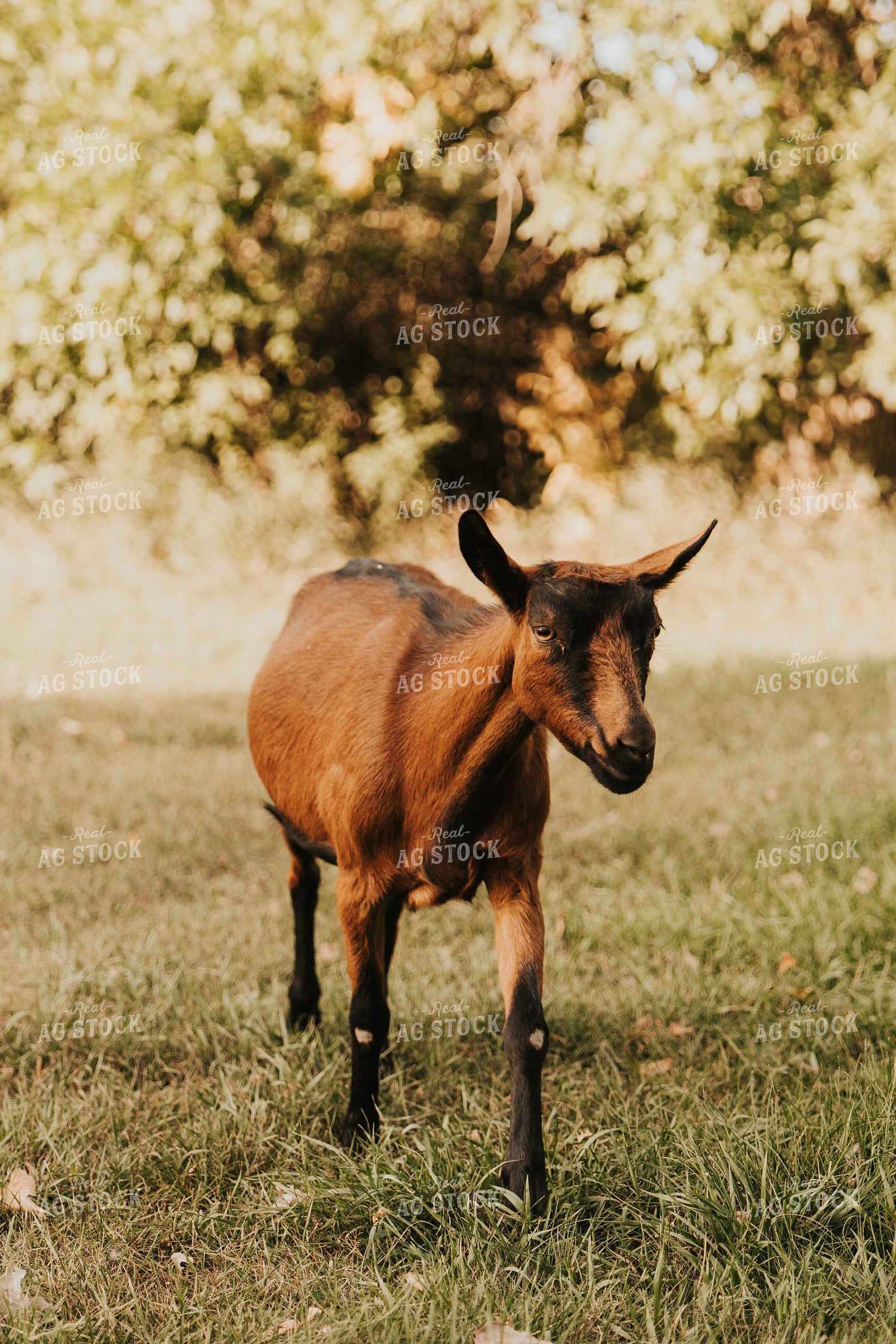 Goat 61245
