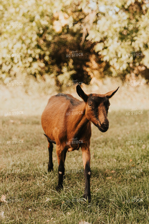Goat 61245