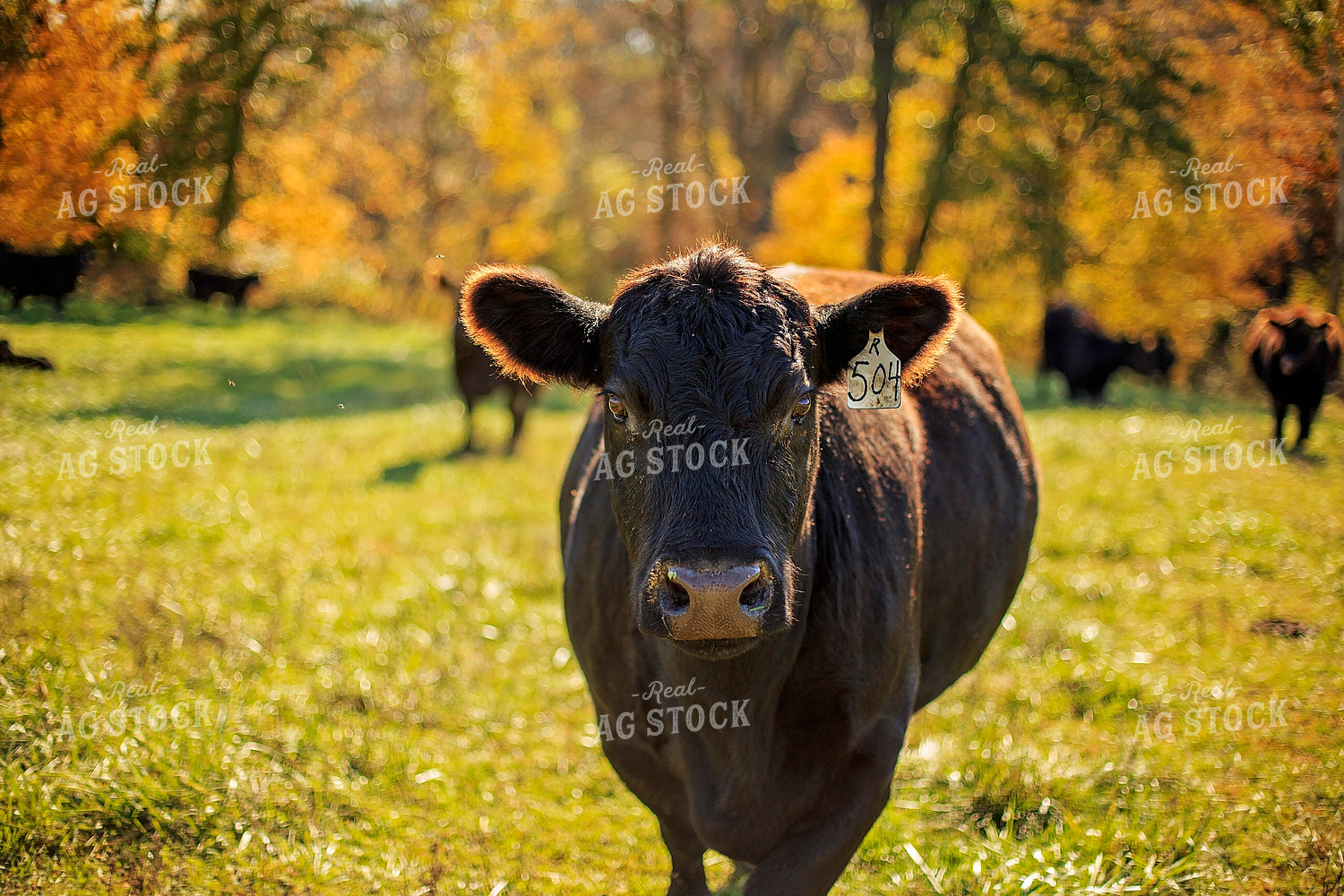 Angus Cattle in Pasture 93052