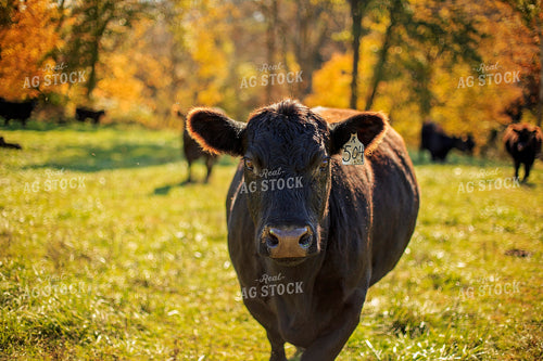 Angus Cattle in Pasture 93052
