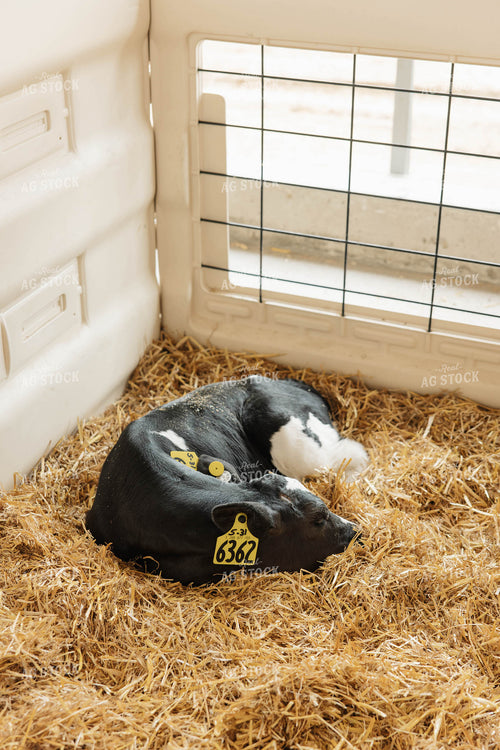 Holstein Calf 152766