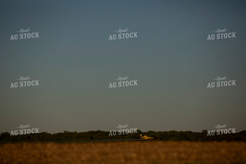 Canola 1896