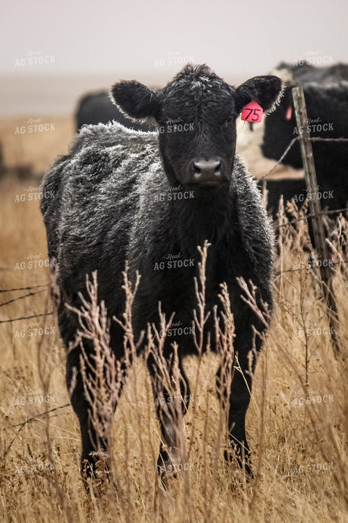 Angus Cattle 155007