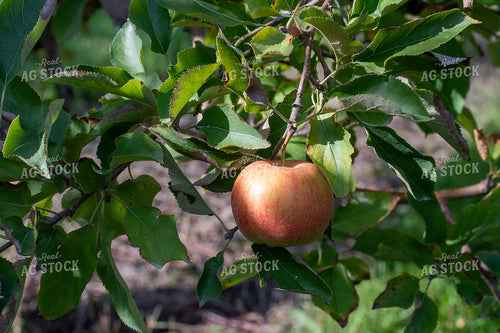 Apple 50429