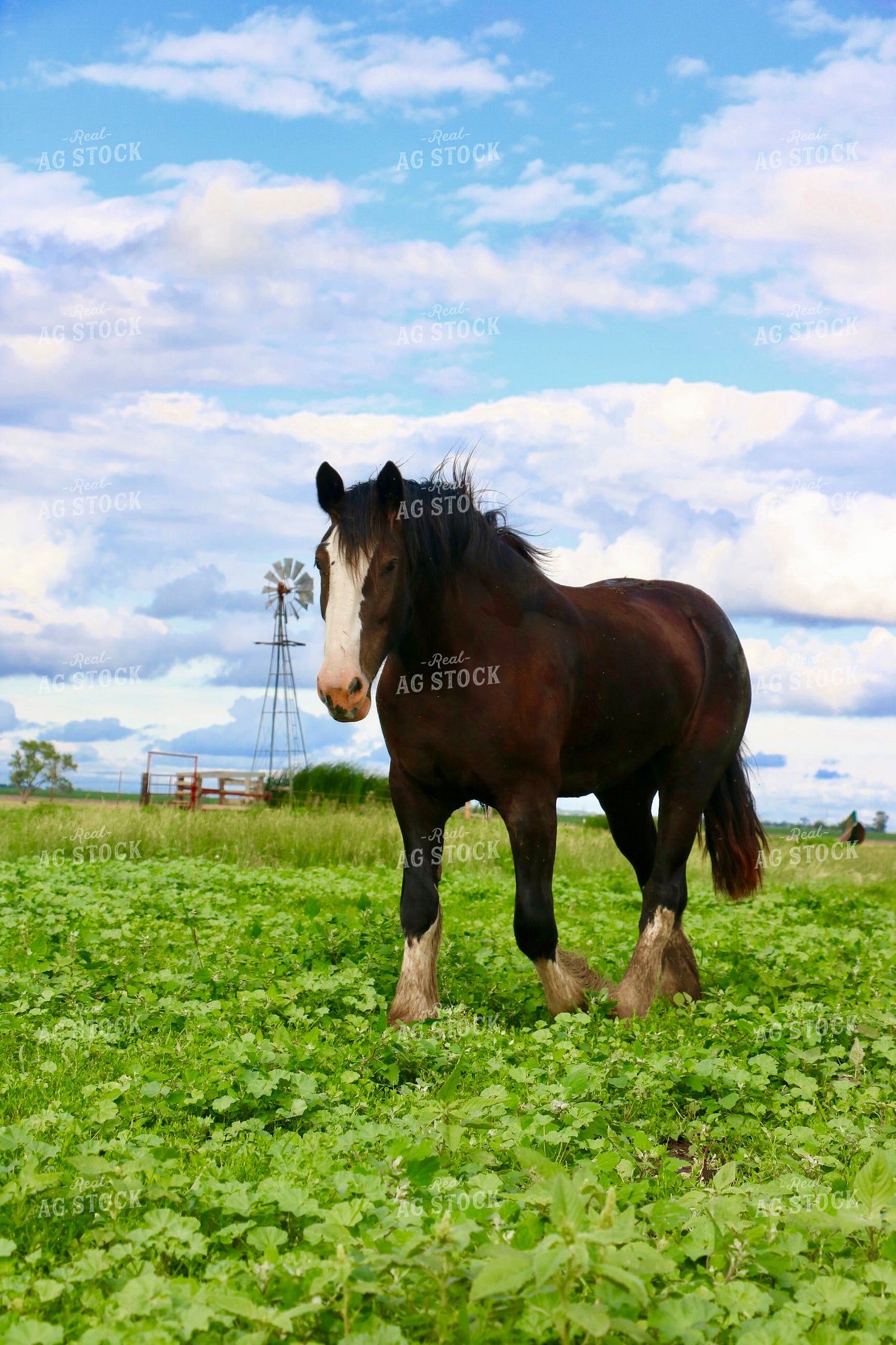 Draft Horse 299276