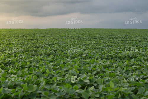 Midseason Soybean Field 185110