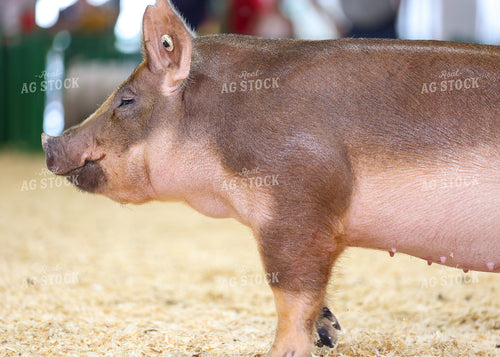 Showing Pigs 160257