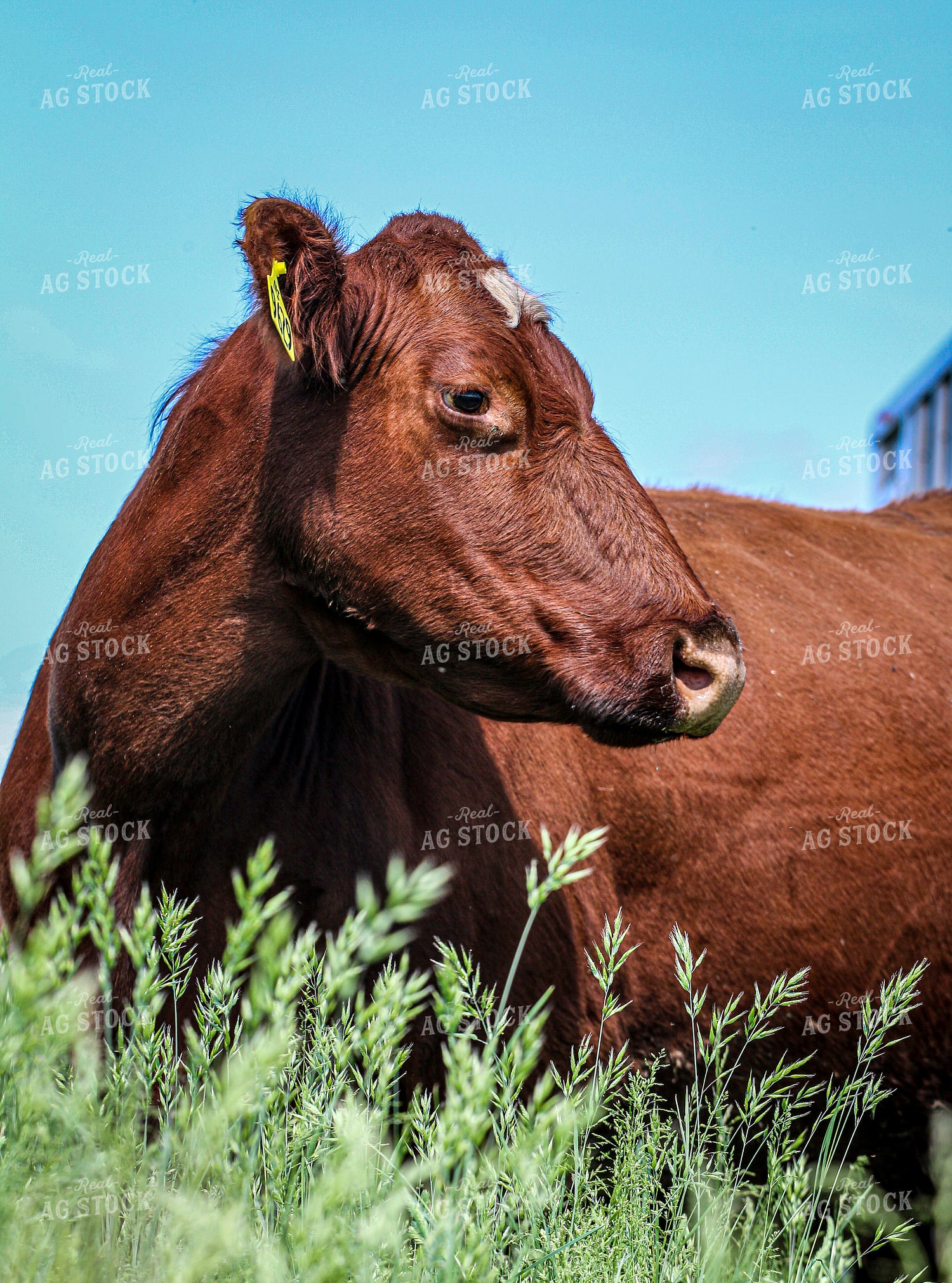 Cow on Pasture 160501