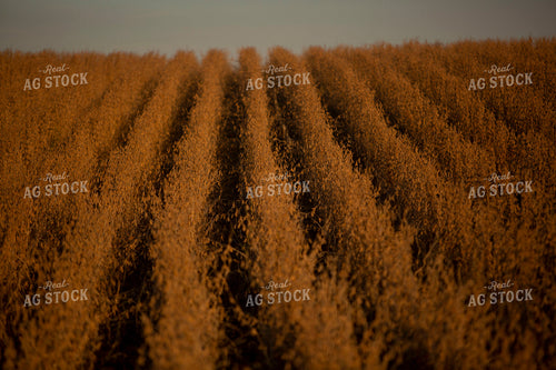 Soybeans - Dry 1542