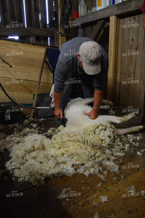 Farmer Shearing Sheep 164001