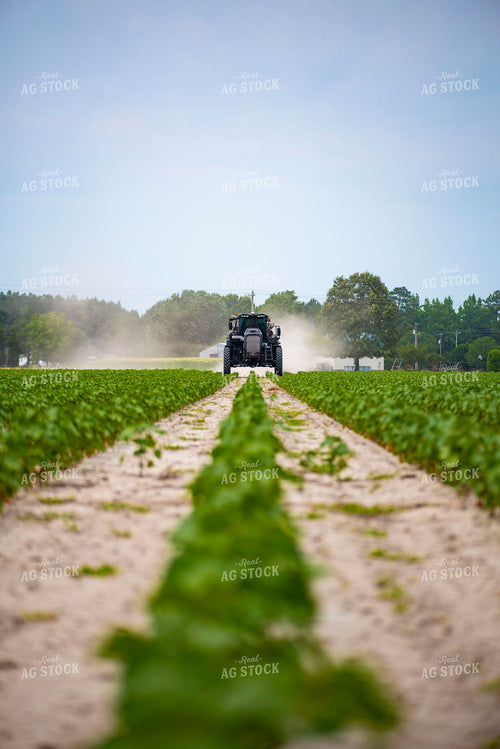 Spreading Dry Fertilizer in Cotton Field 136222