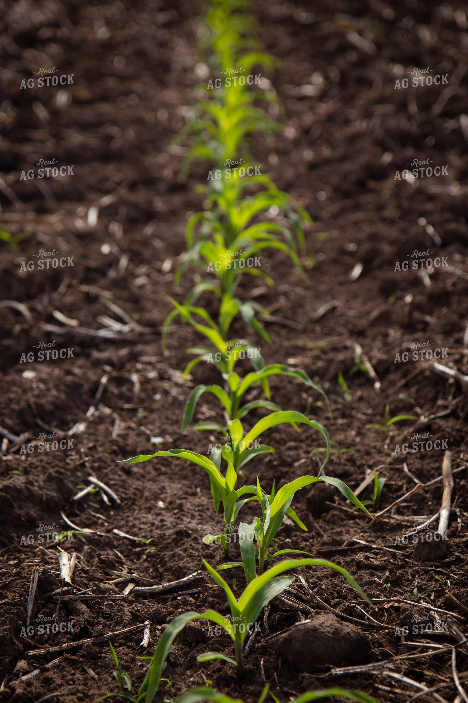 Early Growth Corn Field 268293
