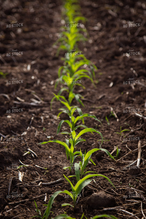 Early Growth Corn Field 268293