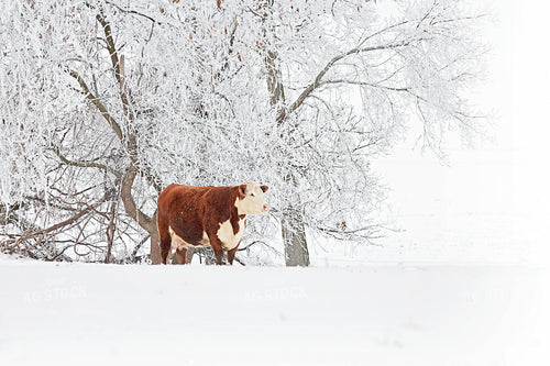 Hereford Cattle 150014